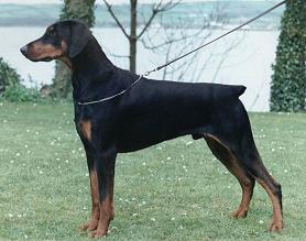 Picture of Dobermann (Holtzburg Uproar) - link to Dysart Dobermanns main page